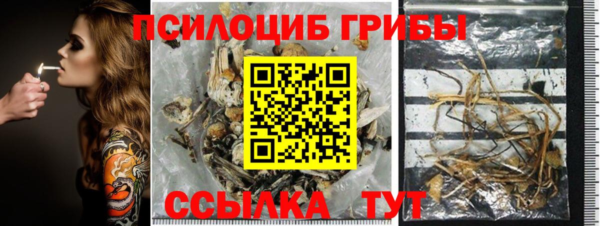 хочу   Вход с VPN  Владивосток  Псилоцибиновые грибы Psilocybine cubensis 